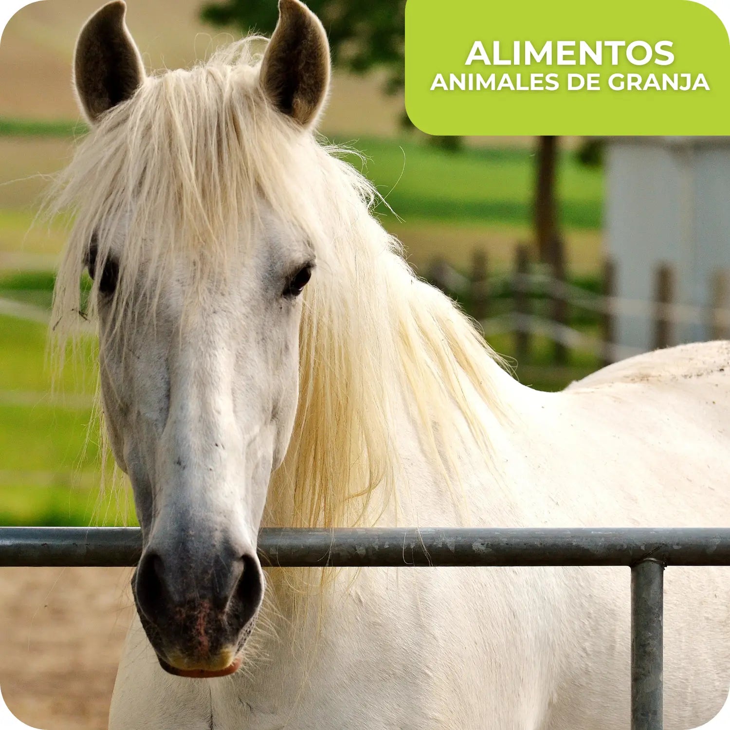 ALIMENTOS ANIMALES DE GRANJA