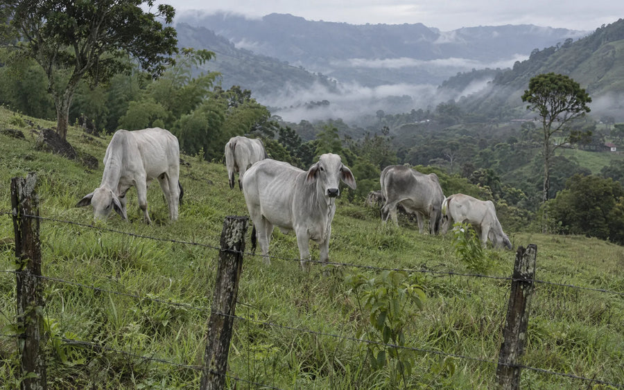 Ganado cebú en un potrero de ladera con cerca de alambre y niebla en el valle