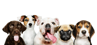 perros